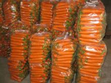 Fresh carrot 2012 crop