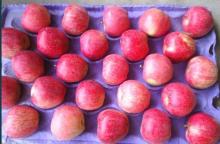 fresh red apple