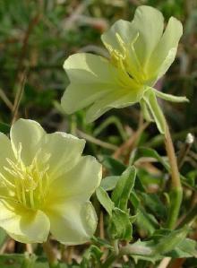  Evening   Primrose   Seed  Oil GLA10%