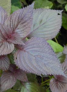 Perilla  oil  is seed  health  benefits