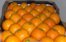 Fresh Valencia Orange