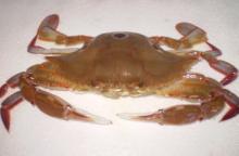 crab