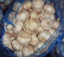pure white garlic of china