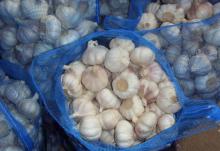 loose mesh bag of fres garlic