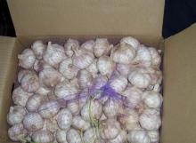 nomal white garlic of carton packing