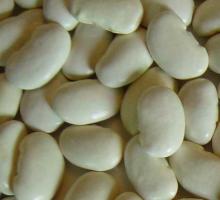 White kidney Bean P.E.