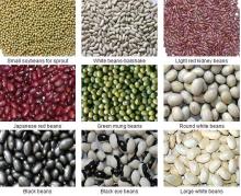 all kinds of beans 2