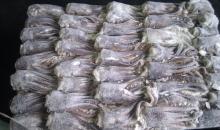  illex   squid   tentacle 