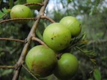 Amla Extract