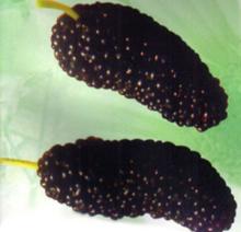 IQF Mulberries