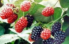 FROZEN Mulberries