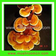 Ganoderma Lucidum, English Name:Reishi or Ling Zhi