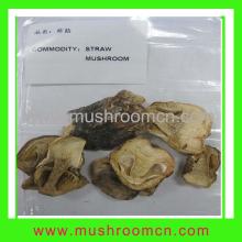 Straw Mushroom, Latin Name:Voluariella Voluacea
