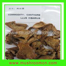 Cantharellus Cibarius