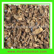 Morels Conica: Latin Name, Morchella Conica