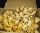 FRESH GINGER ,fleshy,fragrant,papery taste ,herbal ,root stock ect.