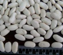 White kidney bean