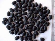 Black kidney bean
