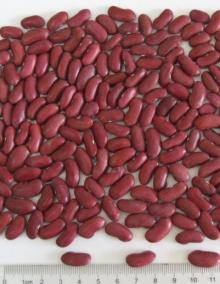 red kidney bean