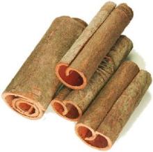 cassia