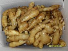 Supply half air dried ginger