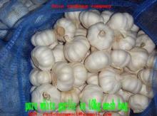 loose  mesh   bag  of fresh garlic