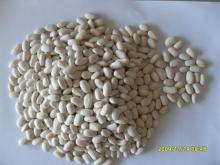 White kidney bean (medium type)