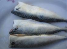  HGT  mackerel
