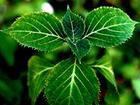 Yohimbe Bark Extract Powder , Yohimbe Bark Extract , Yohimbe Bark P.E.