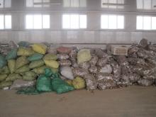 export fresh taro