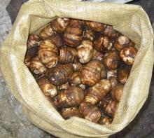 fresh mature taro root