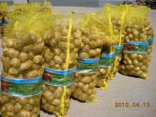 suply chinese big fresh taro