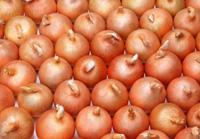 Fresh  Yellow  Onion