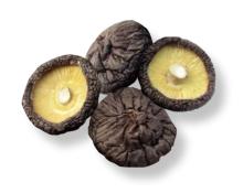 Shiitake mushroom