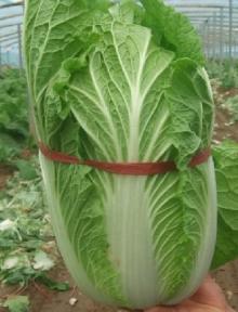 2011 chinese fresh round cabbage