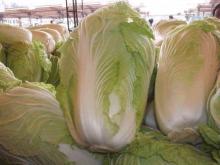 2011 chinese long cabbage