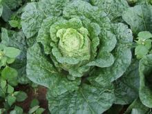 2011 class A chinese white cabbage