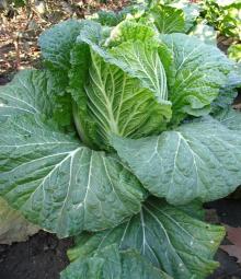 2011 fresh chinese  green   cabbage 