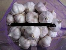 Fresh garlic