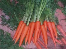 fresh red carrot new crop 2012