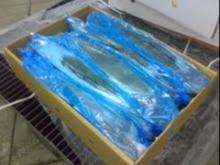 sea bass HGT,HG,FILLETS,HEAD,WHOLE,PORTIONS