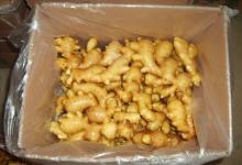 chinese fresh mature big ginger