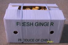 chinese fresh mature ginger
