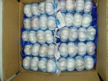 chinese fresh normal white garlic