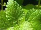 Lemon Balm Extract