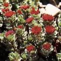 Rhodiola Rosea P.E