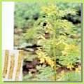 Astragalus P.E