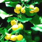 Ginkgo biloba P.E