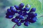 Siberian Ginseng P.E