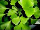  Ginkgo   Extract 